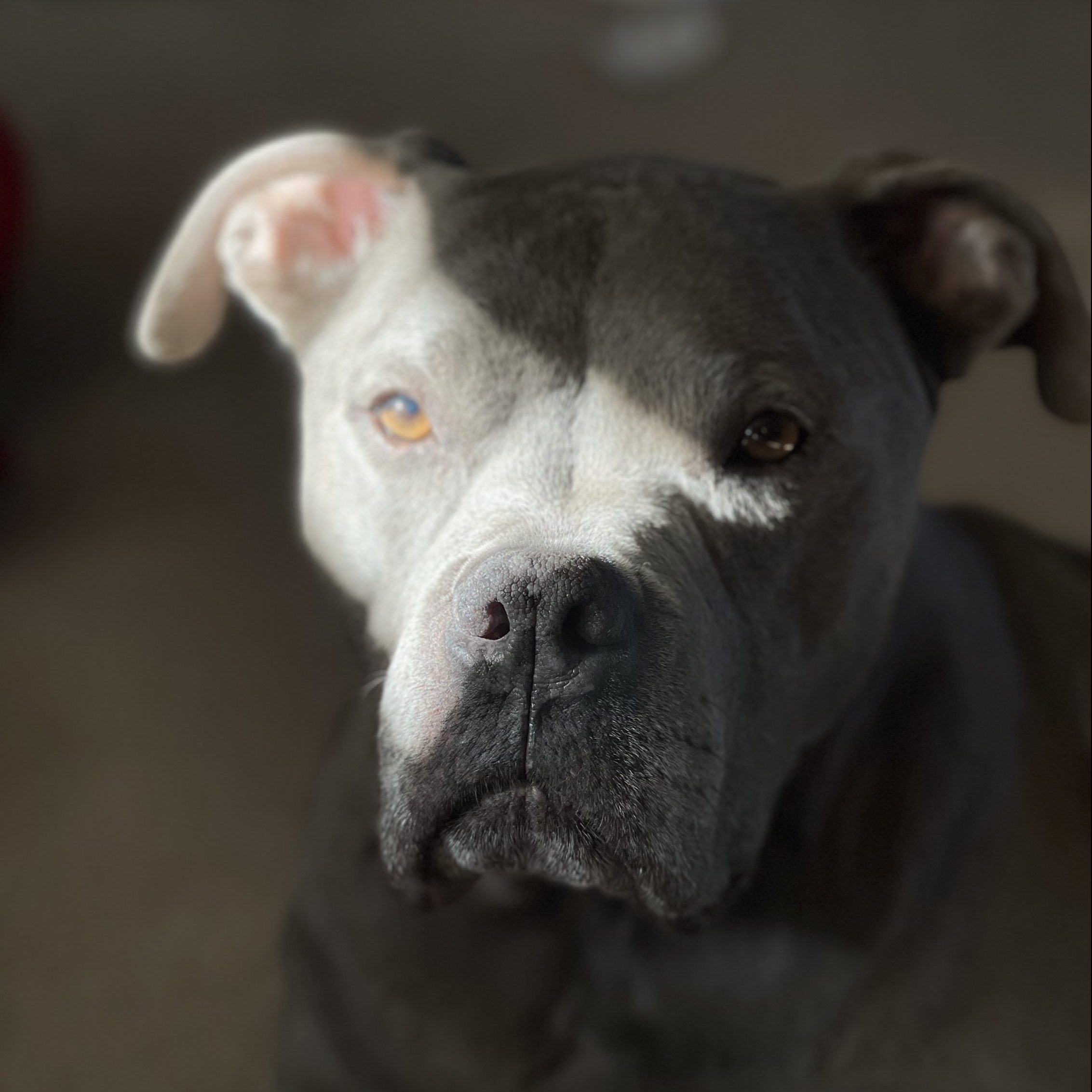 Veterinarian in Laramie, WY Animal Health Center