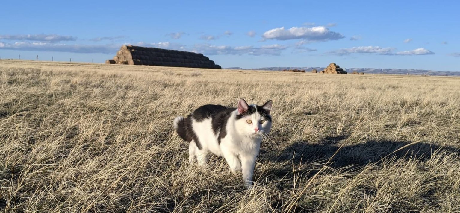 Veterinarian in Laramie, WY Animal Health Center
