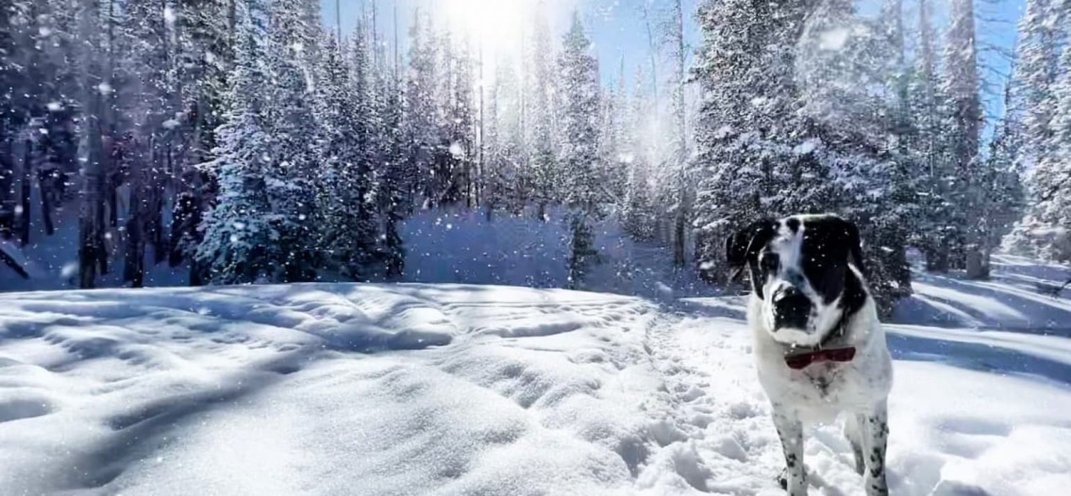 Veterinarian in Laramie, WY Animal Health Center